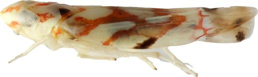Helochara deltoides