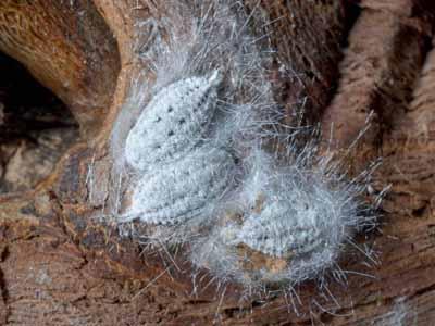 Gill s Mealybug Gill s Mealybug was found in 2014 in a southern Oregon