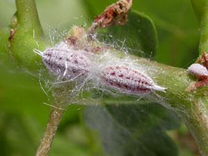 been found in Oregon Please be on the lookout for odd-looking mealybugs,