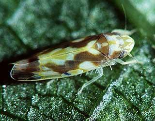 Leafhoppers Erythroneura