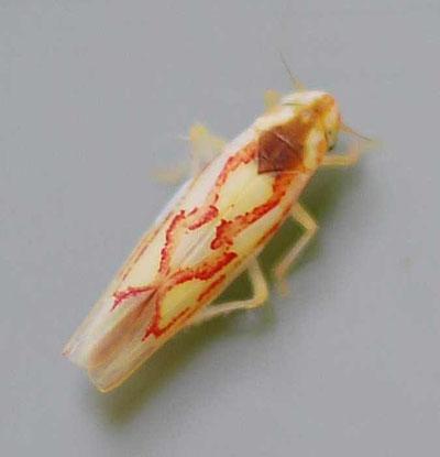 Leafhoppers Zygina flammigera
