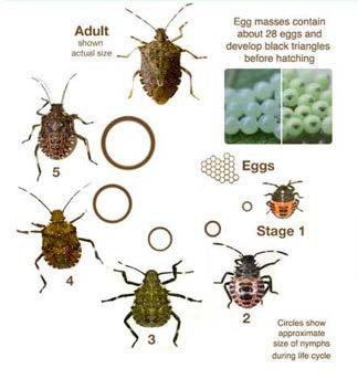 Complete Life Cycle Five nymphal instars before adult Four stages can cause damage (2-5) These are strong crawlers and
