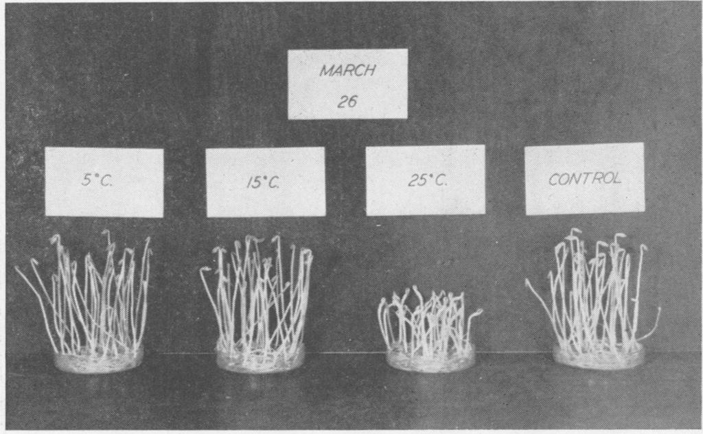 PRATT AND BIALE: RESPIRATION IN THE AVOCADO FRUIT 523 FIG. 3. The response of etiolated pea seedlings at 250 C. to emanations from Fuerte avocados stored in air at the temperatures indicated.