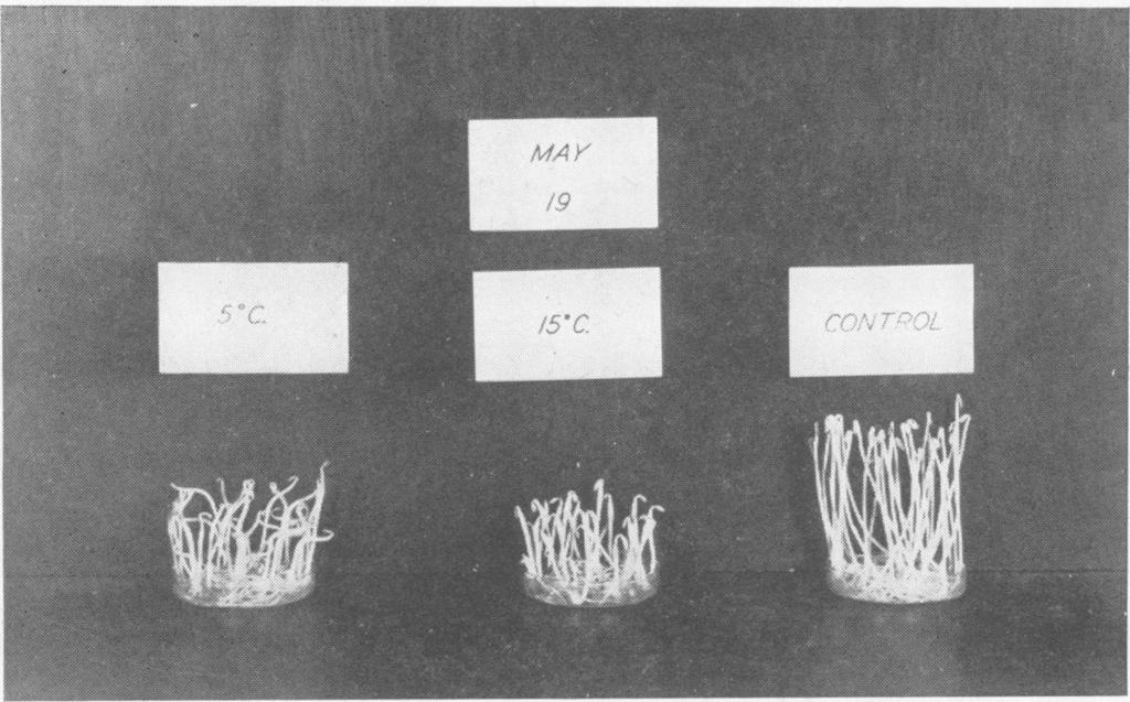 524 PLANT PHYSIOLOGY FIG. 5. The response of etiolated pea seedlings at 250 C. to emanations from Fuerte avocados stored at 50 C. in air and at 15 C. in a modified atmosphere (2.5 per cent.