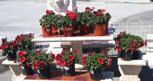 In the Garden Center, we have hanging baskets with ivy, petunias, purple passion, and