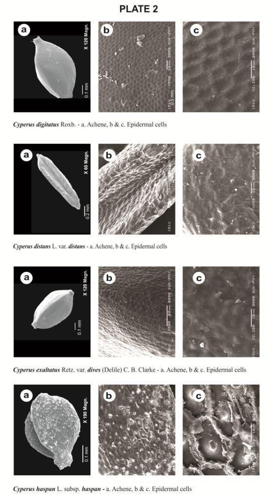 Thus, SEM study of the achenes in the genus Cyperus was found to be useful in determining the taxonomic relationship at species level or infraspecific level.