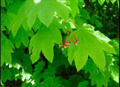 Acer circinatum (SAPINDACEAE) vine maple W.