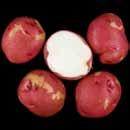 218 Tri-State Specialty Potato Clones - Washington State University 218 Tri-State Specialty Trial US #1 Yield 218