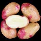 Boiled: good sloughing, slight after cooking darkening, fluffy texture, mushy flavor, moderate tuber center.