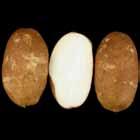 3. Large, rough, with light skin. A798-4 2.7 2. Light russet, plump, small, not an early variety. A7547-4adg 2.7 - Chipper? Round with light skin. A775-4 2.