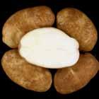 LTS Tubers Ranger Russet WA Late Harvest Tri-State Trial Comments Tubers: Oblong to long tubers. Good skin set; moderate eye depth.