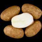 Reconditioned = unnaceptably dark, uniform. OR12133-1 Tubers: Oblong tubers. Good skin set; shallow eyes.