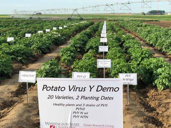 LTS 218 Late Harvest Tri-State Trial Accumulated Total Postharvest Rating of Clones WA ID OR 3 State av. Rating Rating Rating Rating Clone Total Discard Total Discard Total Discard Total 6A922-4 27.