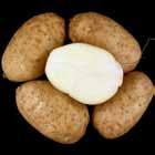 uniform; Reconditioned = relatively dark, non-uniform. A761-6 Tubers: Round to oblong tubers. Good skin set; shallow eyes.