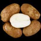 LRT Tubers A8433-4VR WA Late Harvest Regional Trial Comments Tubers: Oblong to long tubers. Good skin set; shallow eyes.