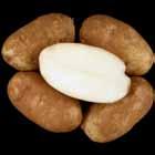 uniform; Reconditioned = relatively dark, non-uniform. AOTX543-1Ru Tubers: Oblong tubers. Good skin set; shallow eyes.
