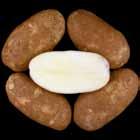 Reconditioned = relatively dark, non-uniform. CO8155-2RU/Y Tubers: Oblong tubers. Good skin set; shallow eyes.