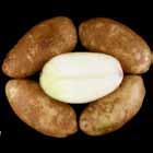 Reconditioned = light, non-uniform. CO925-2RU Tubers: Oblong tubers. Fair skin set; shallow eyes.