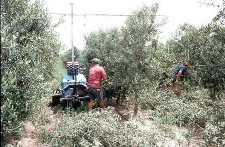 Pruning Costs (Spain) High-density