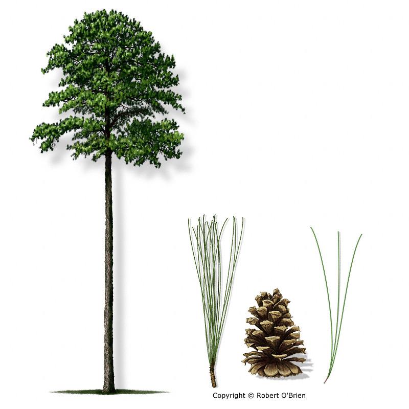 Loblolly Pine Pinus taeda Oldfield Pine Leaf Type: Evergreen Texas Native: Firewise: A large, fast-growing tree of forests and abandoned fields, reaching heights of 125 feet and a trunk to 4 feet in