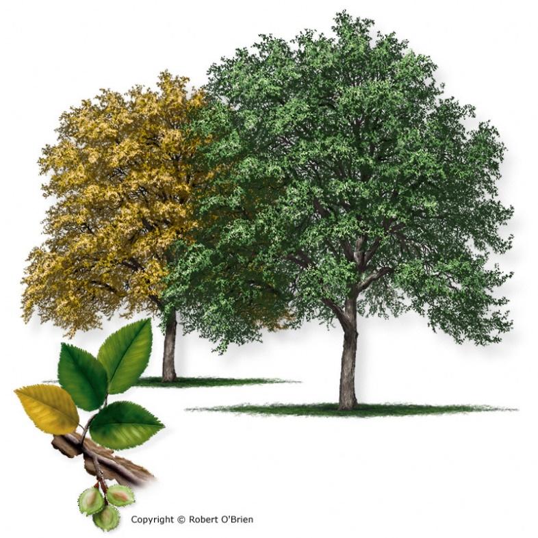 Cedar Elm Ulmus crassifolia Texas Elm Leaf Type: Deciduous Firewise: Yes A large tree to 75 feet tall with a tall straight trunk 2 to 3 feet in diameter and stiff branches that form a narrow, oblong