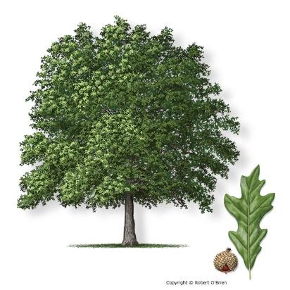 Overcup Oak Quercus lyrata Secondary Name: Leaf Type: Texas Native: Firewise: The overcup oak tree is a long-lived, very sturdy shade tree that will thrive in a wide range of soils.