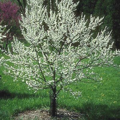 Chickasaw Plum Prunus angustifolia Secondary Name: Leaf Type: Deciduous Firewise: This native plum is one of the first trees to flower in the spring in late January-February and has a stunning