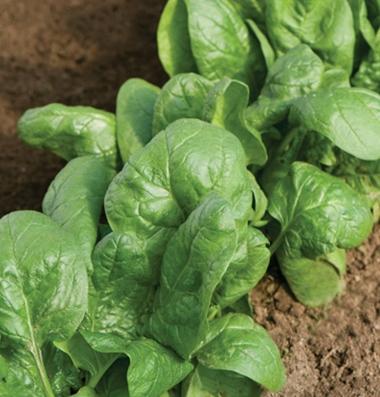 Variety Descriptions from Seed Catalogues Tyee (F1) Product ID: 646 Standard savoy spinach. Known for its bolt resistance and vigorous growth. Dark green leaves with upright growth habit.