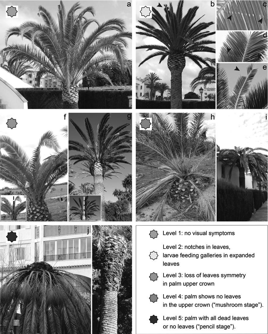 740 Florida Entomologist 94(4) December 2011 Fig. 2. Visual chart of RPW palm infestation based on empirical observations in this study. Chart shows (1 = no symptoms, 5 = dead palm).