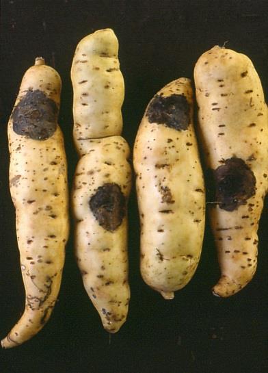 Background Ceratocystis fimbriata» Fungus first recorded in 1890» Postharvest rot of Ipomoea batatas (kumara,