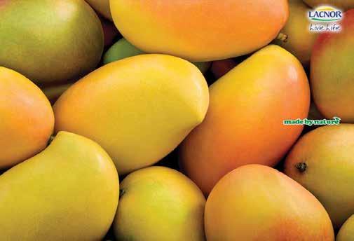 MANGO Varieties 0 7 6 0 7 6 TOMMY ATKINS ATAULFO 0 HADEN 0 KENT Storage Temperature 7-C Mangoes can be contained in cardboard boxes of 6kg, kg, 0 kg, kg. Or at customers preference Pallets of.0 x.