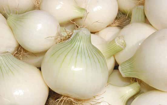 WHITE ONION Varieties 0 7 6 a. White 70-0mm (Cal ) 0-70mm (Cal ) Softer than yellow onion,.white color with light green streaks between layers. Very juicy and delicate flavor.