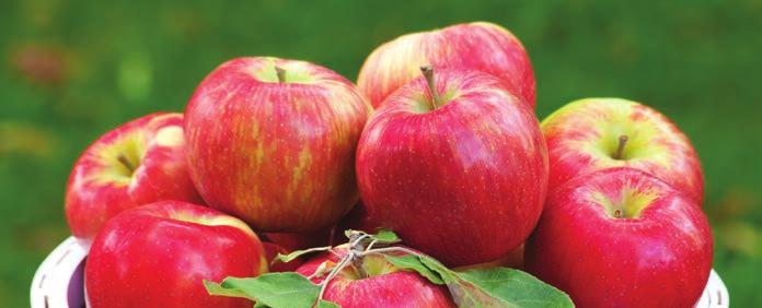 Honeycrisp Apples ave $2/lb. $14.