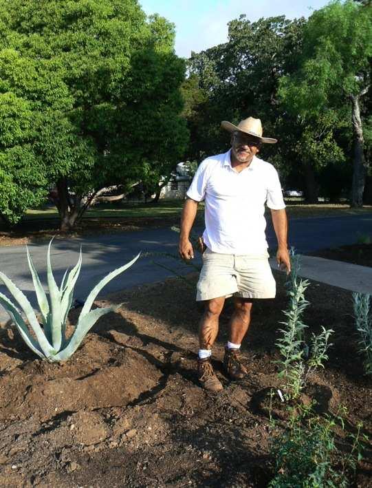ABC s Gardener, Toby Bernal, between the newly planted century plant (Agave americana, Agavaceae, left), white