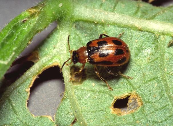 OTHER SOYBEAN PESTS TO SCOUT FOR BEAN LEAF BEETLE Foliage Feeder and Pod Scaring - These beetles can be either green, yellow, tan, or red with a dark triangular shaped marking behind the head.