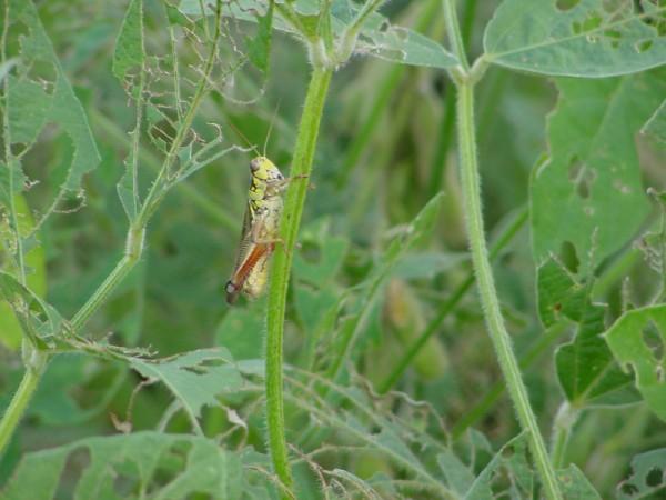 Later in the season, as pods become full and numbers of bean leaf beetles build upon second generation, they may scar pods, especially in fields that have not had a CEW spray.
