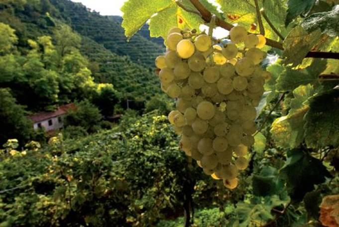 Charles Scicolone (September 18, 2009) The Largest Selling Sparkling Wine in Italy is Prosecco Prosecco is now DOCG, read the headline, but what does that really mean for Italy s largest selling