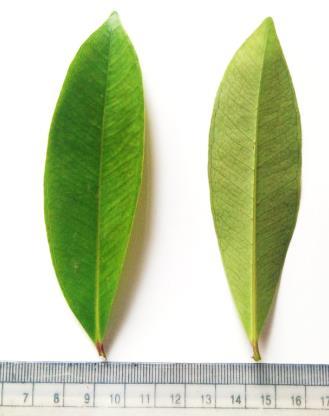 (L.) Alston 1.1 A twig 1.2 Fresh leaves Figure 2.