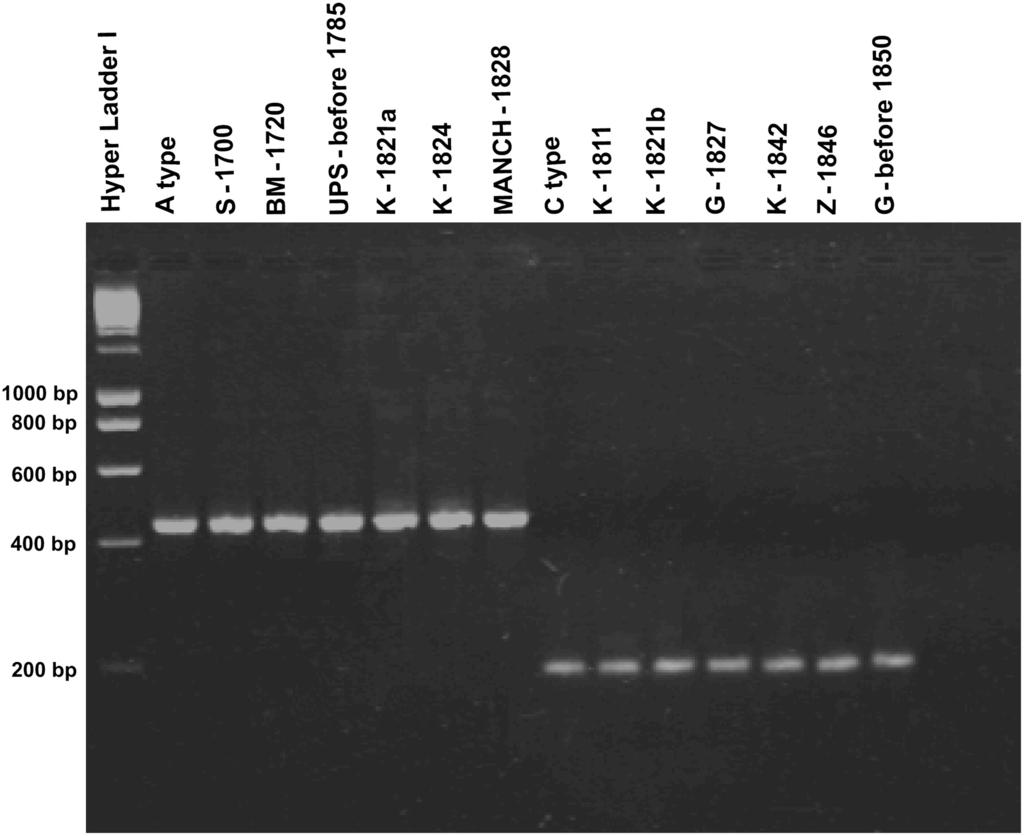 DNA test of European potato cultivars Amplified PCR products of the plastid trnv-uac/ndhc intergenic spacer region of 12