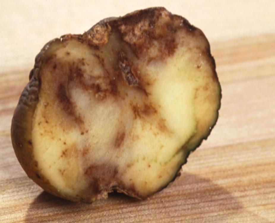 Potato blight, Phytophtora infestans Shipunov