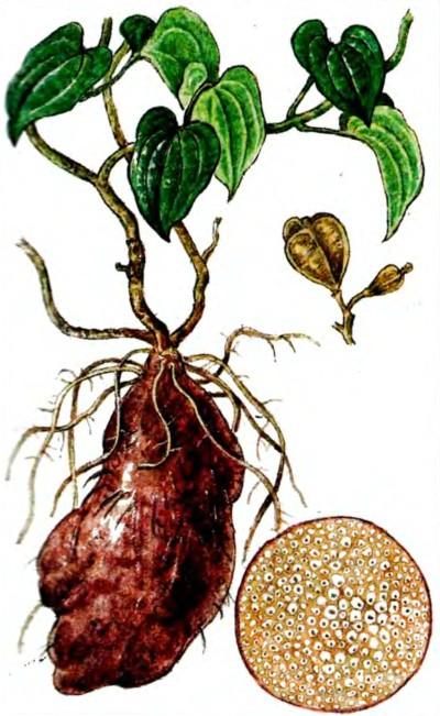 Yam, Dioscorea Starch-containing plants Yam, Dioscorea spp.
