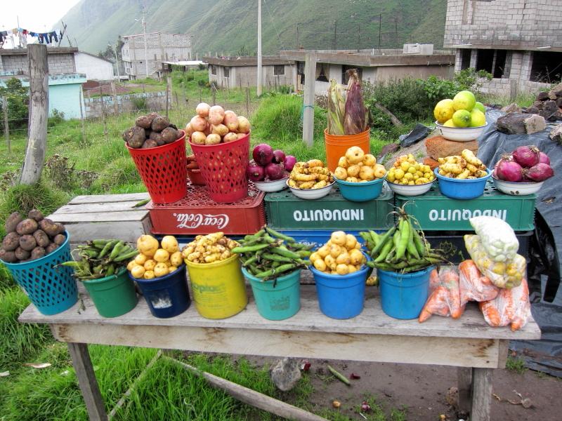 Potatoes of Ecuador Starch-containing plants