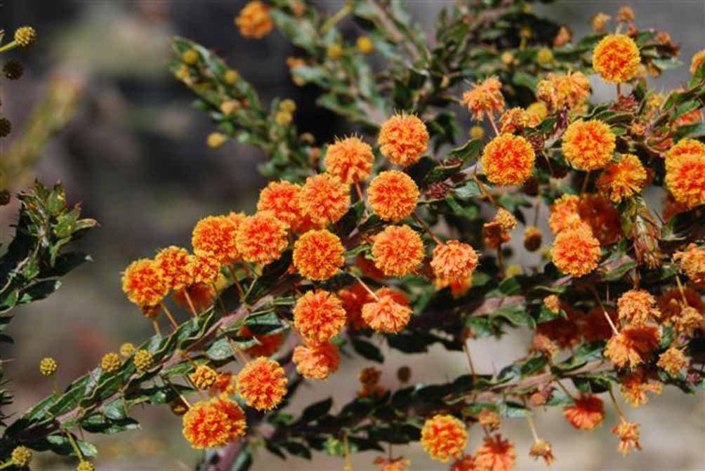 Acacia paradoxa 'Marmalade Hedge' by Neil Marriott (Stawell, Vic) When our property was burnt out in the terrible bushfires of the summer of 2006 Wendy and I were amazed at the survival of the
