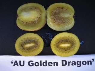 Golden Dragon and Golden Sunshine Developed by researchers at the Institute of Fruit and Tea, Academy of Agriculture Sciences, Hubei Province, P.R. China.