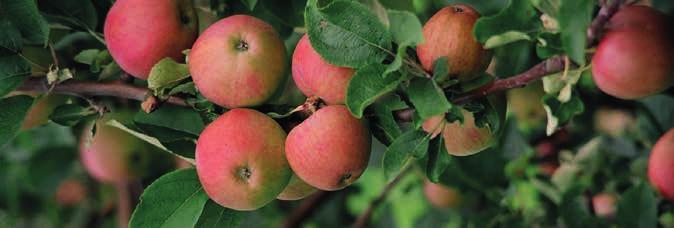 Agriculture More than 1.000.000 tons of apples were processed for the cider industry in 2017 from which around the half (485.000 tons) are specific cider apples.