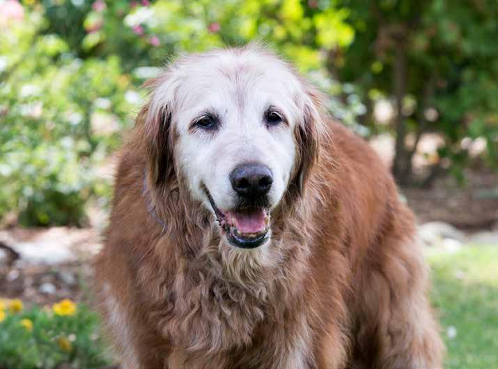Our Special Project: Sugar Shack Acres There are always a handful of dogs in our care that are unlikely to be adopted due to age or illness.
