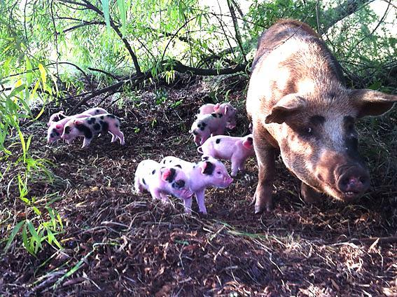 Consider Free Range Farming with Indigenous Pigs The origin of pigs in Southern Africa is uncertain.