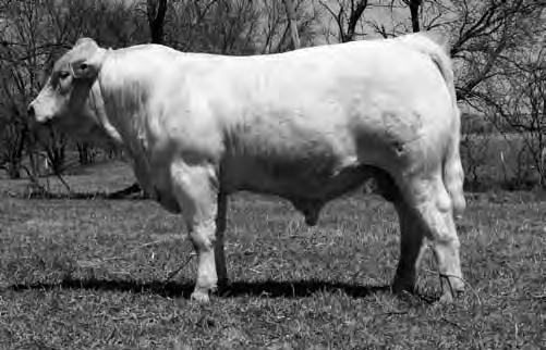 S C R SCR Diamond T7768 Pld This bull showed his progeny was #1 when compared to 37 other herd bulls for low birth weight, heaviest weaning weight and heaviest yearling weight.