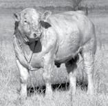 com Bulls Totally Ultrasounded, Performance, Gain, Fertility and Carcass Tested Sure Performance Cattle John Schurr (308) 569-2520 Marty Schurr