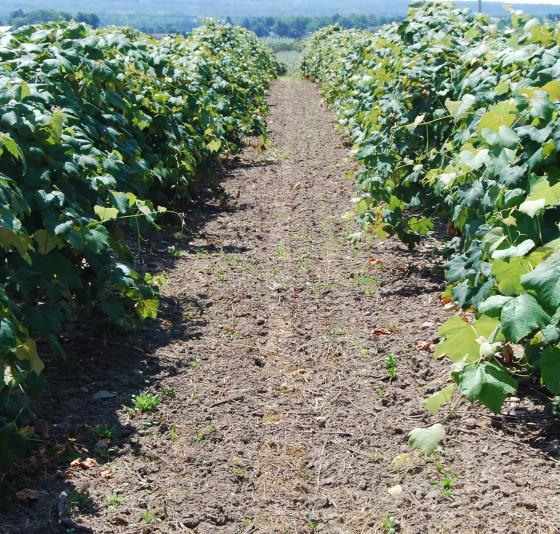 A majority of the vineyards in the Lake Erie grape region have been in production for over 50 years, with an intense regiment of management practices leading to a range of soil health problems.